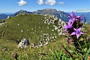 31 Gentiana anisodonta-ramosa con vista sulla grande dolina e verso le Grigne 